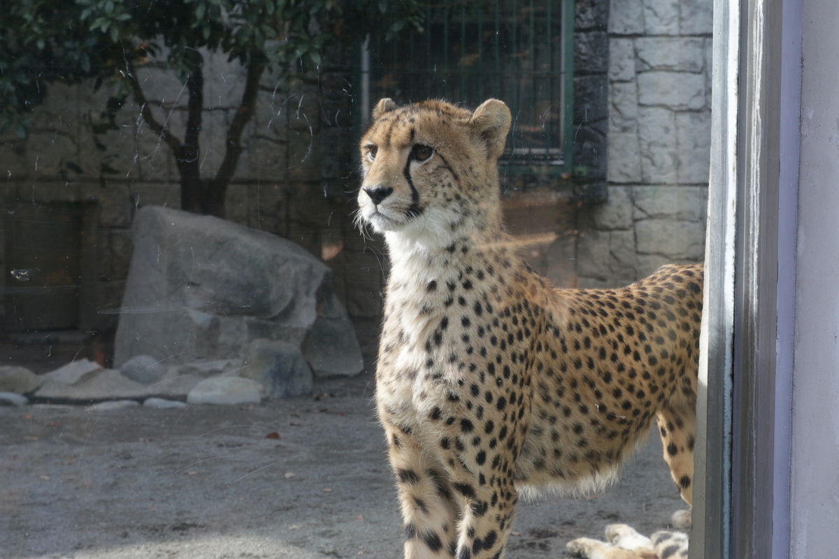 動物園 動物園