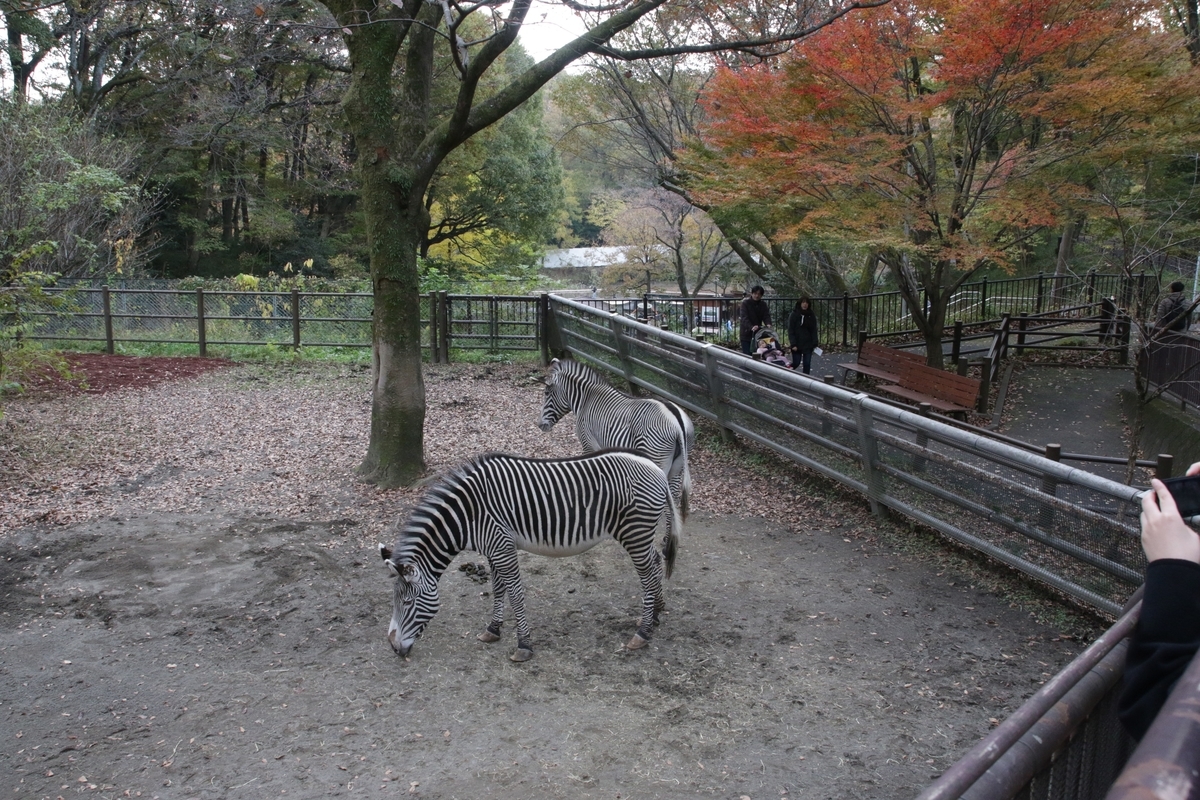 動物園 動物園