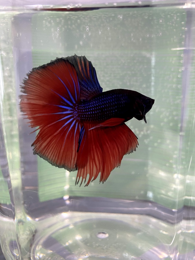ベタの尾ひれはとてもデリケートで 完全な修復は難しい サラリーマンが魚に夢を見る ベーやんファーム ベタの尾ひれはとてもデリケートで 完全な修復は難しい サラリーマンが魚に夢を見る ベーやんファーム