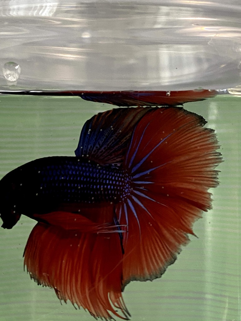 ベタの尾ひれはとてもデリケートで 完全な修復は難しい サラリーマンが魚に夢を見る ベーやんファーム ベタの尾ひれはとてもデリケートで 完全な修復は難しい サラリーマンが魚に夢を見る ベーやんファーム
