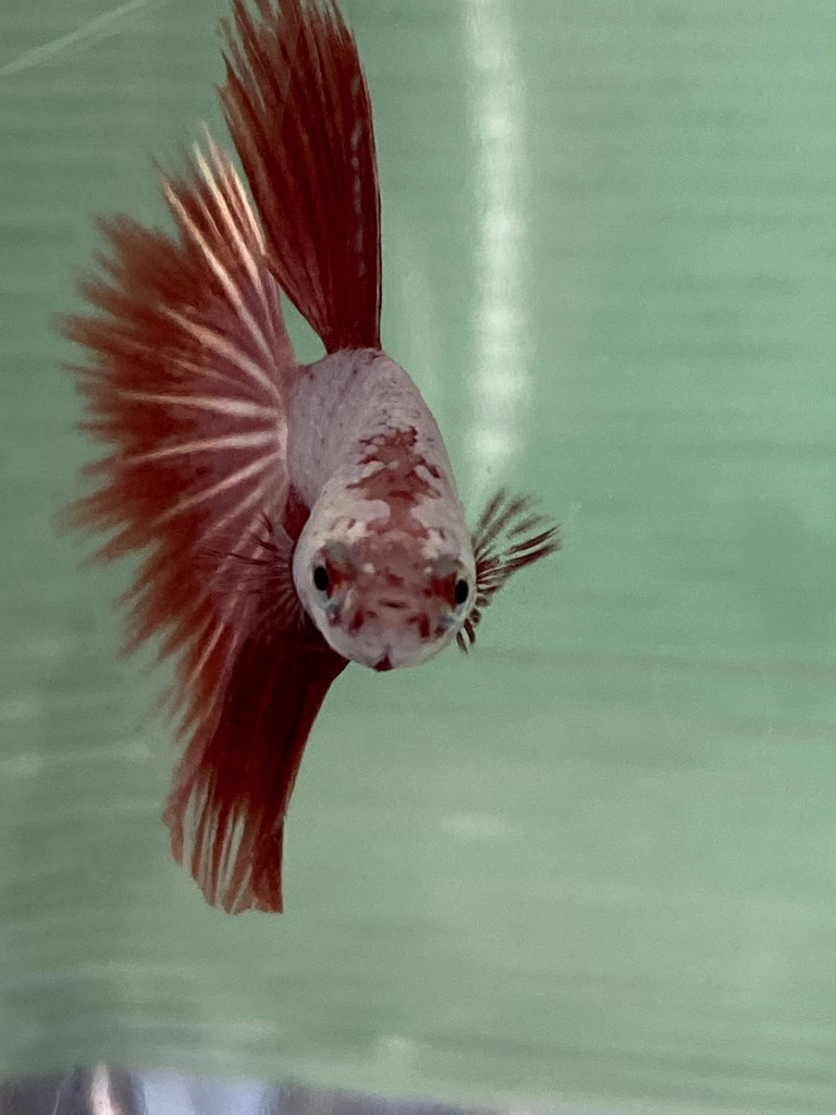 サラリーマンが魚に夢を見る ベーやんファーム