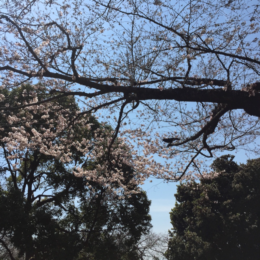 f:id:hnhnhnchan:20170409224035j:image f:id:hnhnhnchan:20170409224035j:image