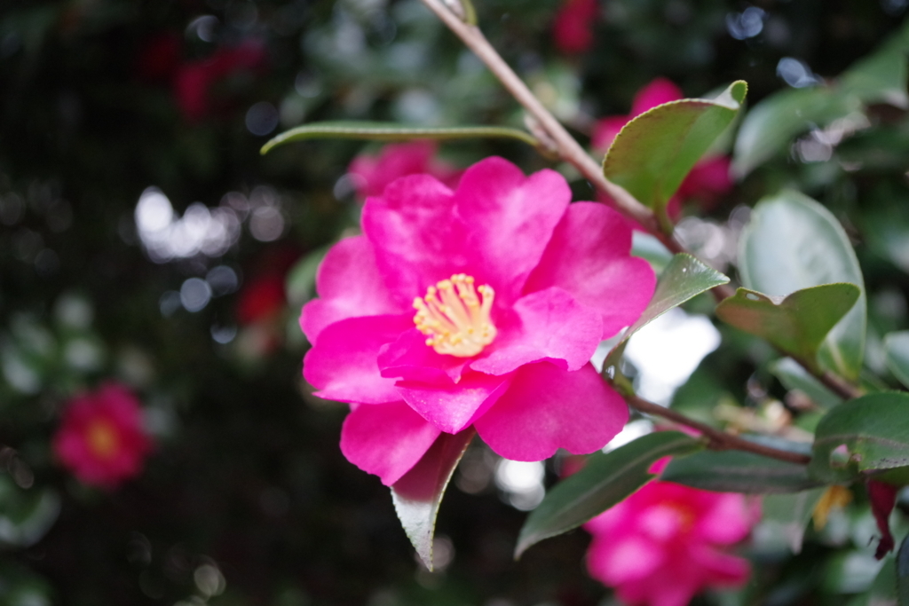 f:id:hnk0404:20180103005414j:plain f:id:hnk0404:20180103005414j:plain