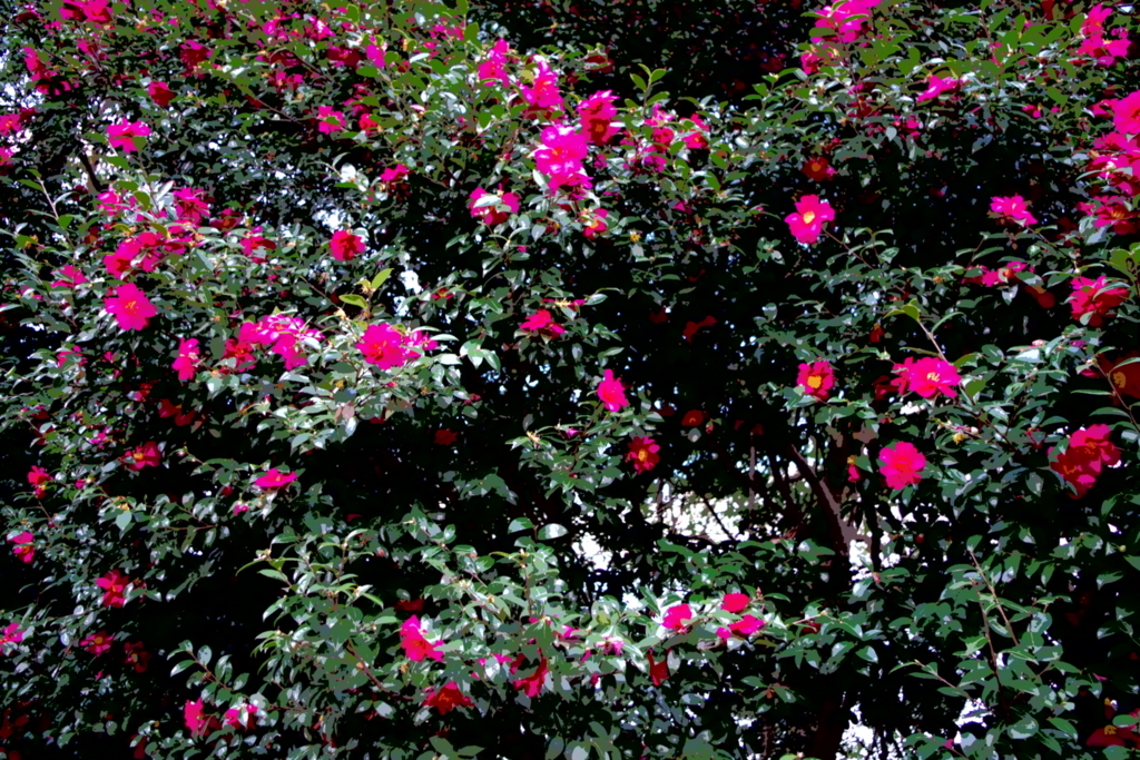 f:id:hnk0404:20180103005632j:plain f:id:hnk0404:20180103005632j:plain
