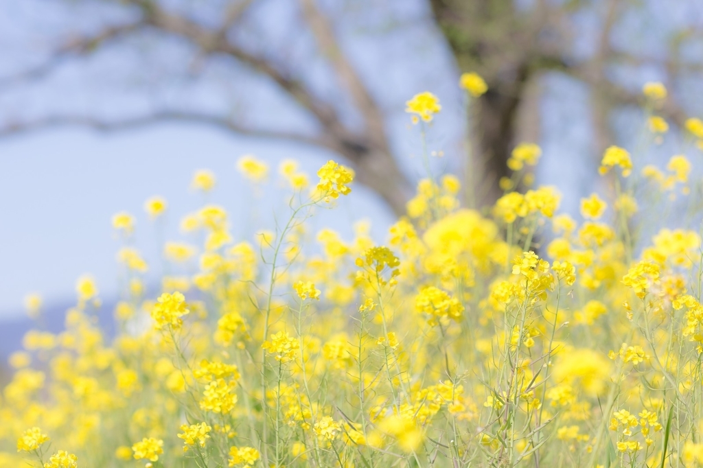 f:id:hnktokmn:20190219192504j:plain f:id:hnktokmn:20190219192504j:plain