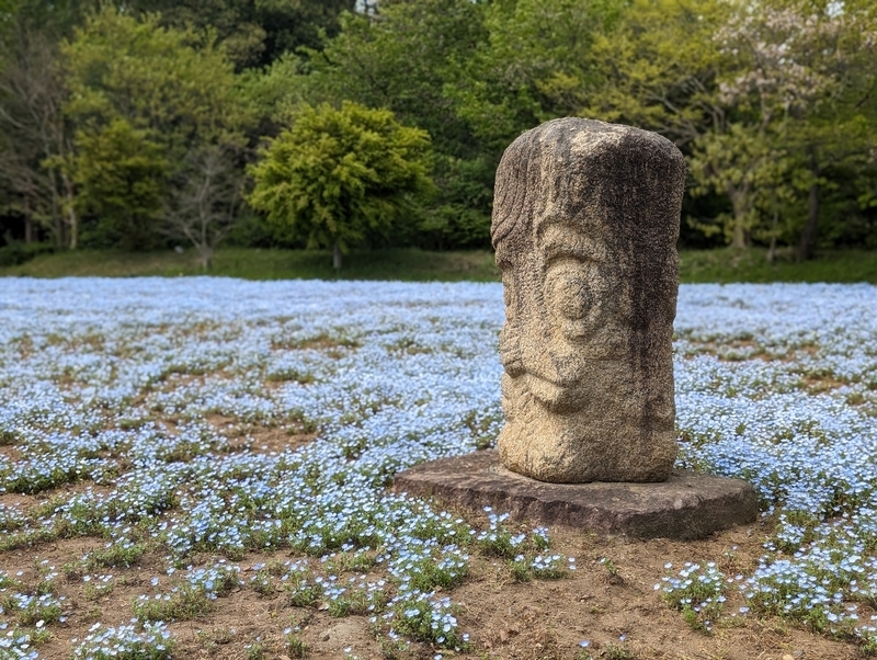 ひたち海浜公園のネモフィラは朝一に行くのがオススメ - 秋葉原ホライゾン