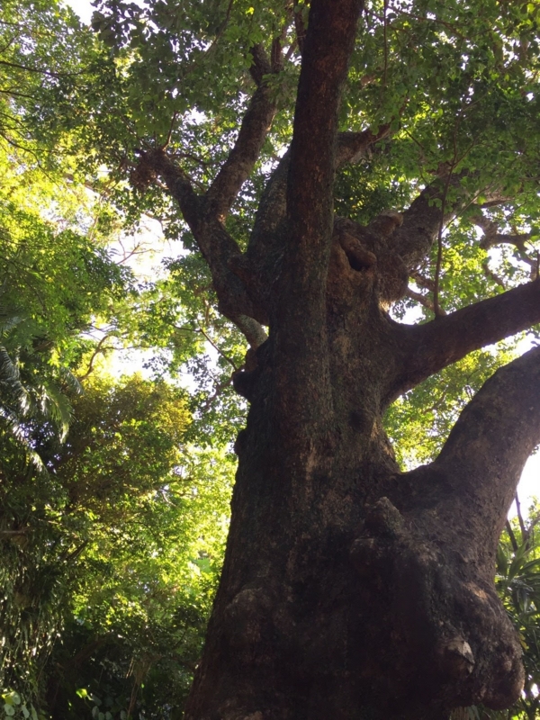 f:id:hnnhnmrk:20161222120524j:plain