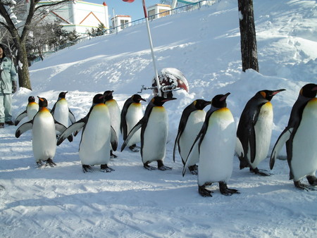 f:id:ho4kawa:20060108115409j:image