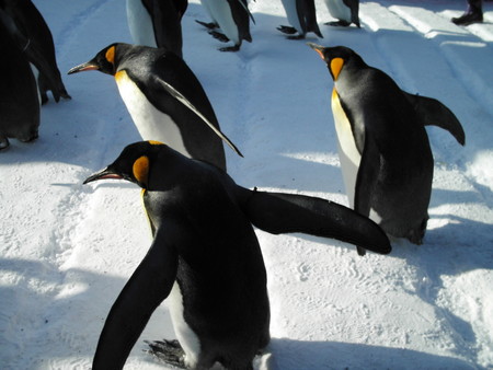 f:id:ho4kawa:20060108120630j:image