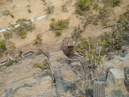 f:id:ho4kawa:20070204103911j:image