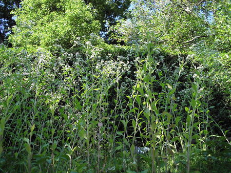 f:id:ho4kawa:20070616162357j:image f:id:ho4kawa:20070616162357j:image