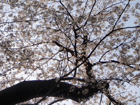 f:id:ho4kawa:20080405161346j:image