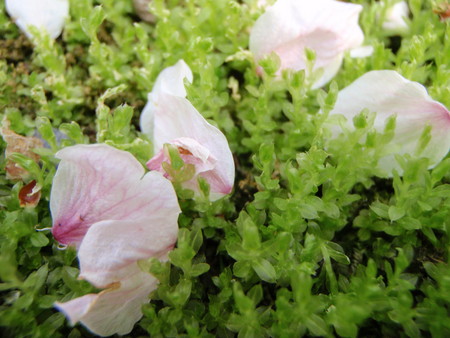 f:id:ho4kawa:20080405161449j:image