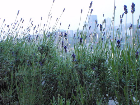 f:id:ho4kawa:20080522042241j:image