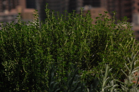 f:id:ho4kawa:20090725130015j:image