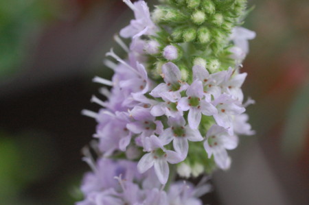 f:id:ho4kawa:20090801125053j:image