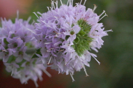 f:id:ho4kawa:20090801125145j:image