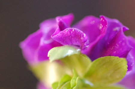 f:id:ho4kawa:20091128100944j:image