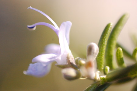 f:id:ho4kawa:20091128101149j:image