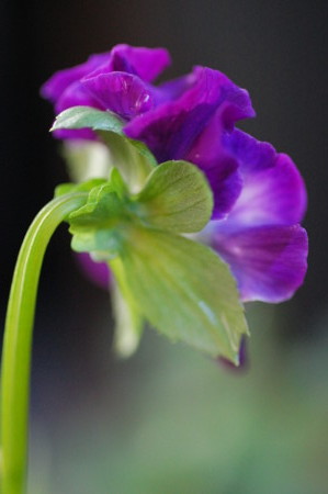 f:id:ho4kawa:20091128102653j:image