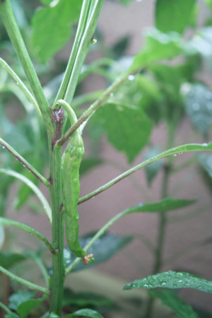 f:id:ho4kawa:20110618120050j:image