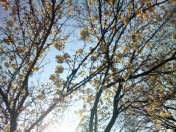 桜さくら