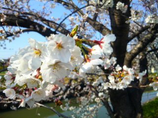 桜さくら