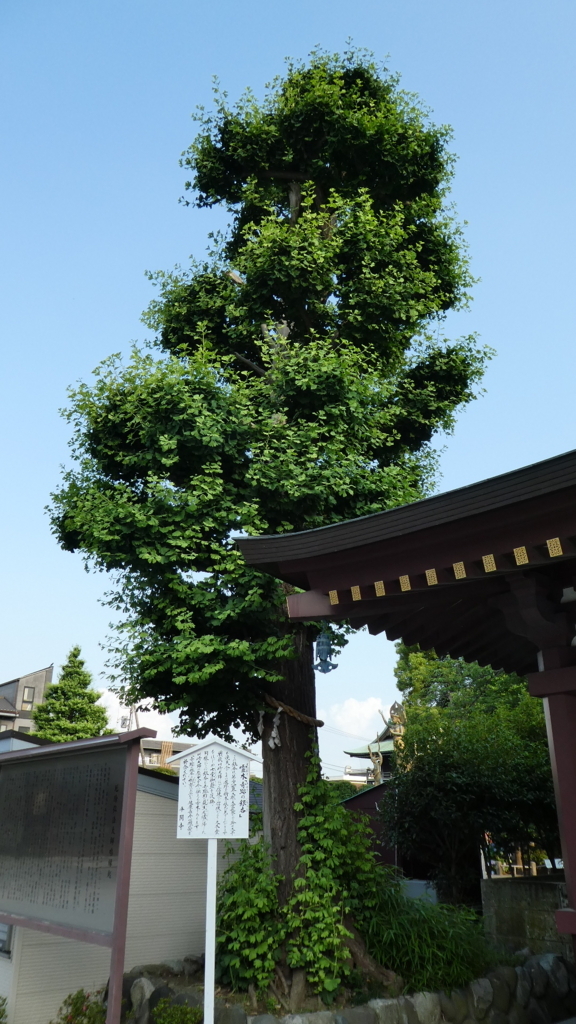 f:id:ho8810:20180710125502j:plain f:id:ho8810:20180710125502j:plain