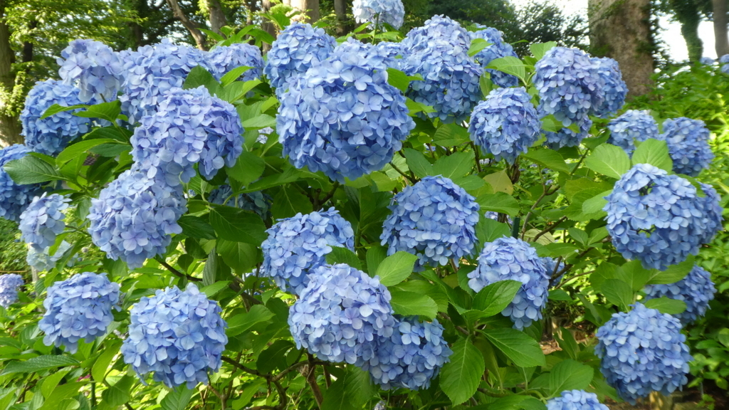 f:id:ho8810:20180727175650j:plain