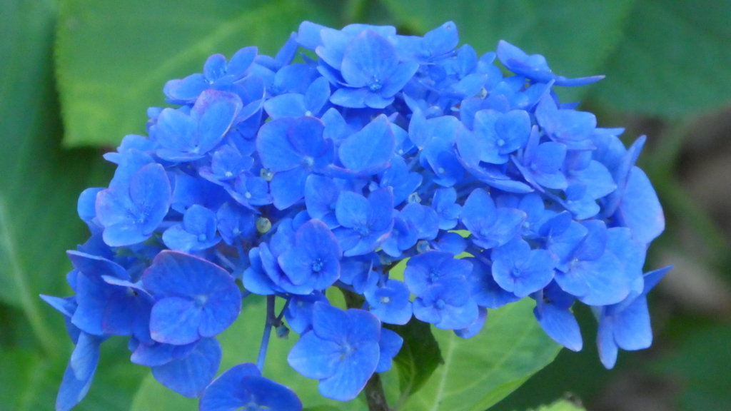 f:id:ho8810:20180727175727j:plain