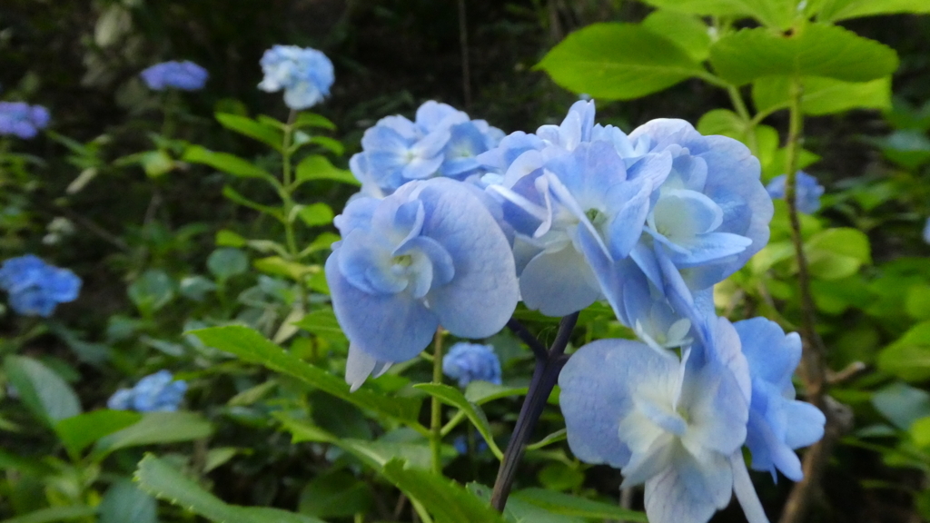 f:id:ho8810:20180727175821j:plain