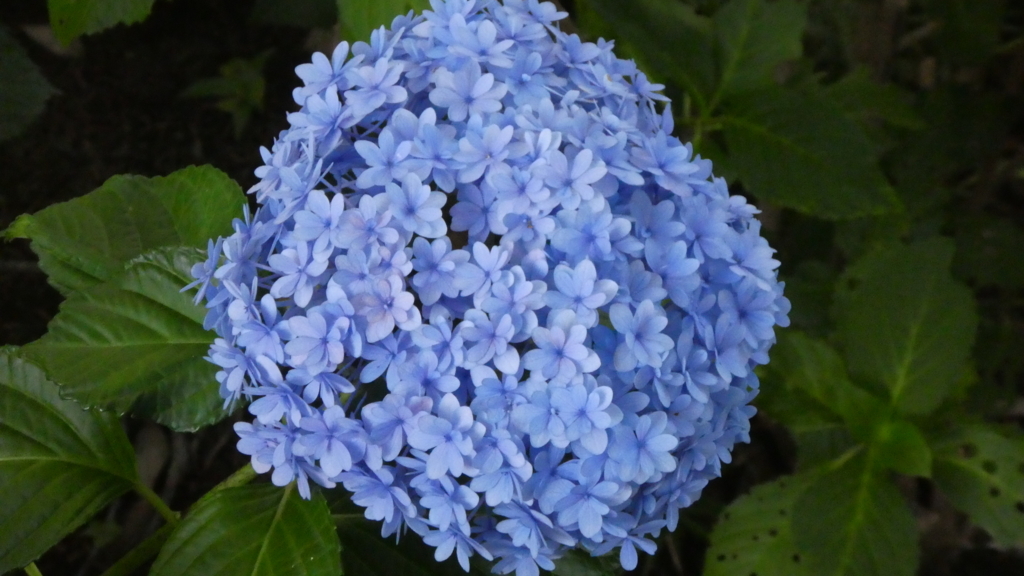 f:id:ho8810:20180727175909j:plain