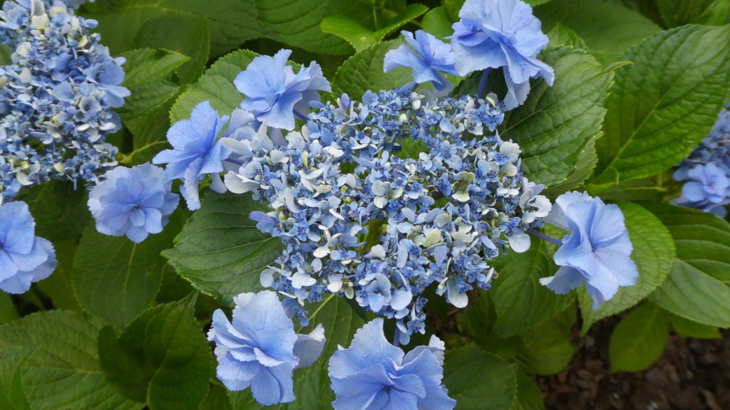 f:id:ho8810:20180727180302j:plain