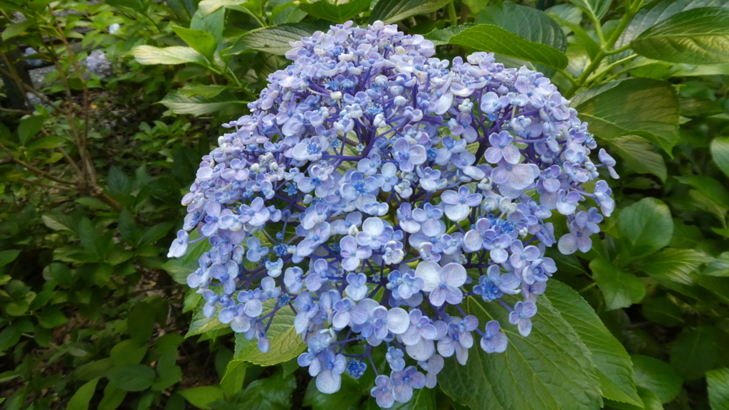 f:id:ho8810:20180727180700j:plain