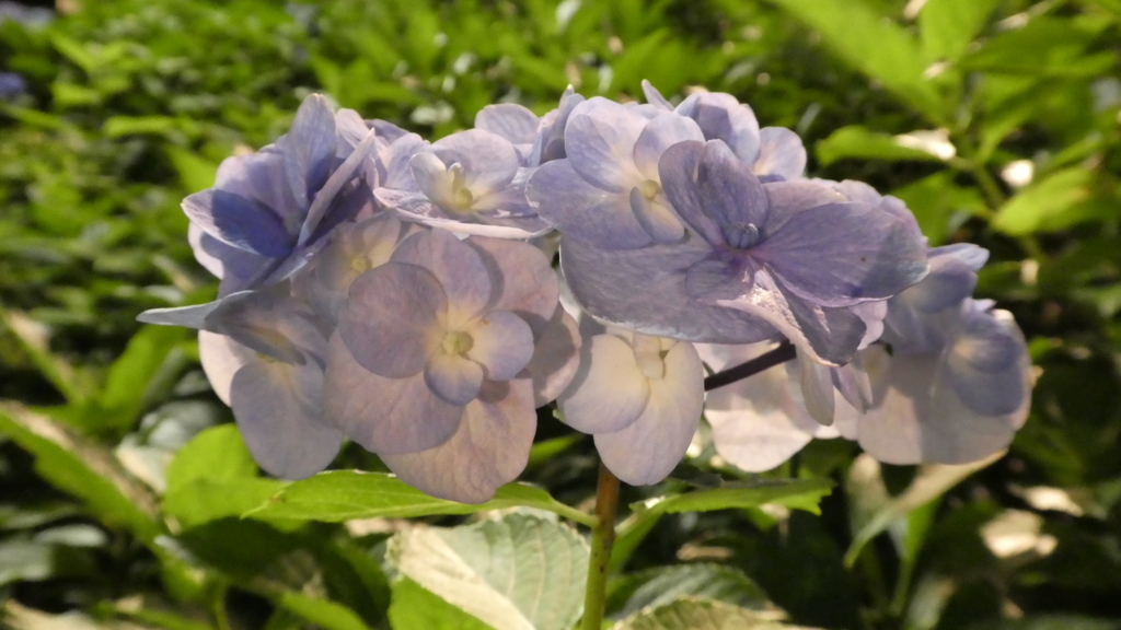 f:id:ho8810:20180730123118j:plain