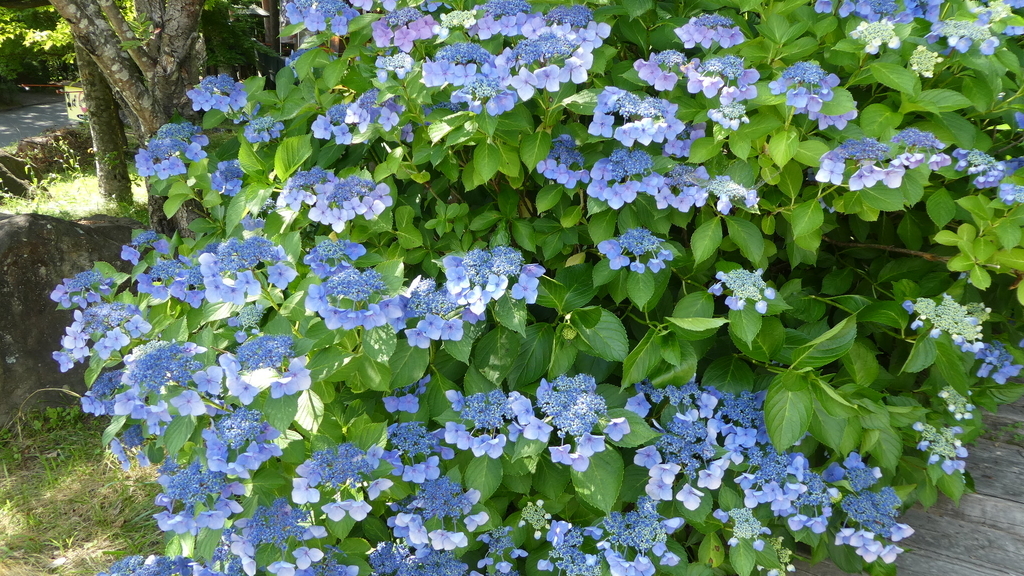 f:id:ho8810:20180903225107j:plain f:id:ho8810:20180903225107j:plain