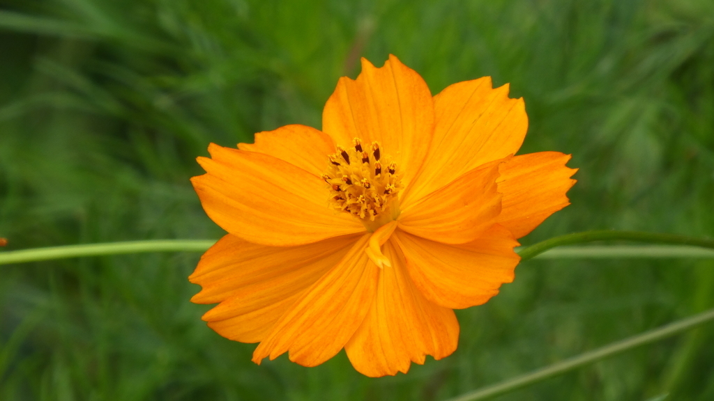 f:id:ho8810:20190220192854j:plain