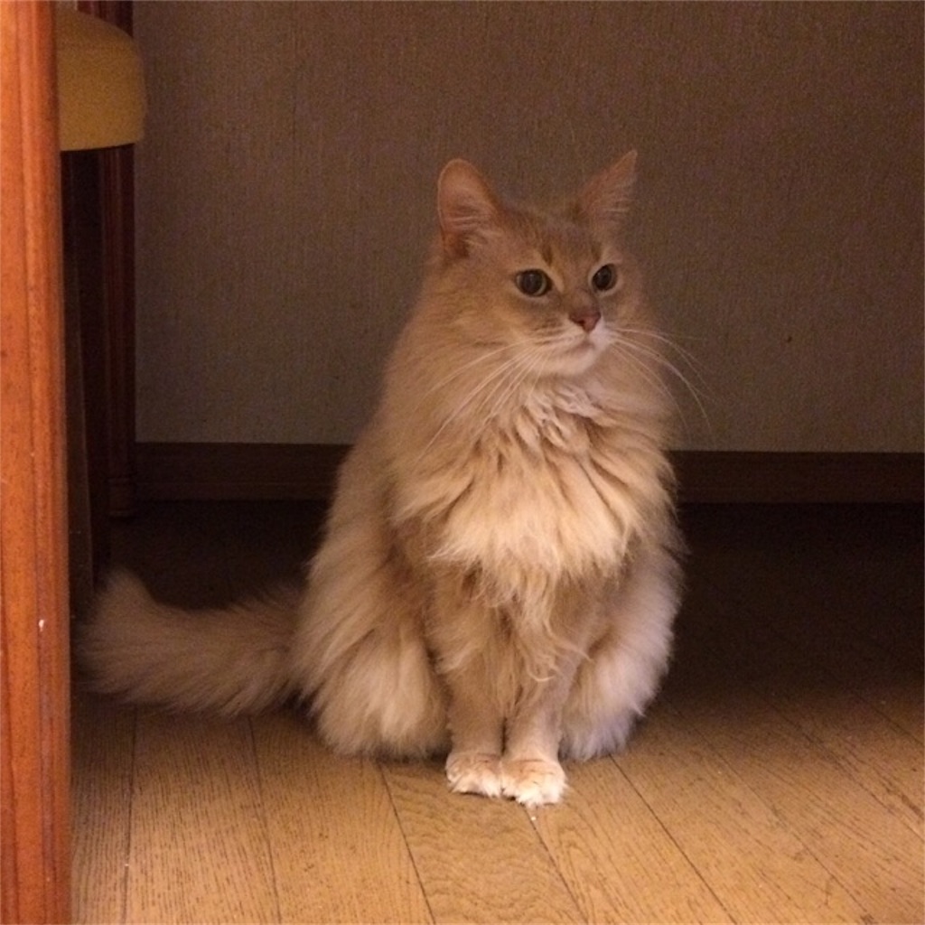 f:id:hoarder:20180219174603j:image