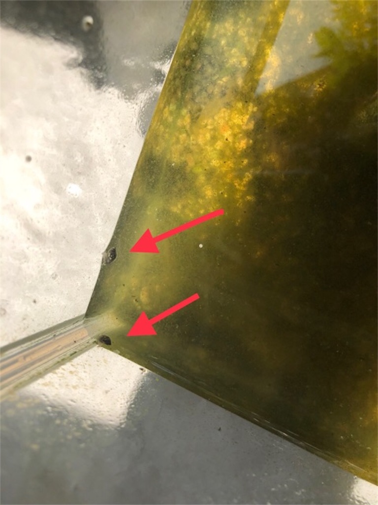 f:id:hoarder:20180610212911j:image