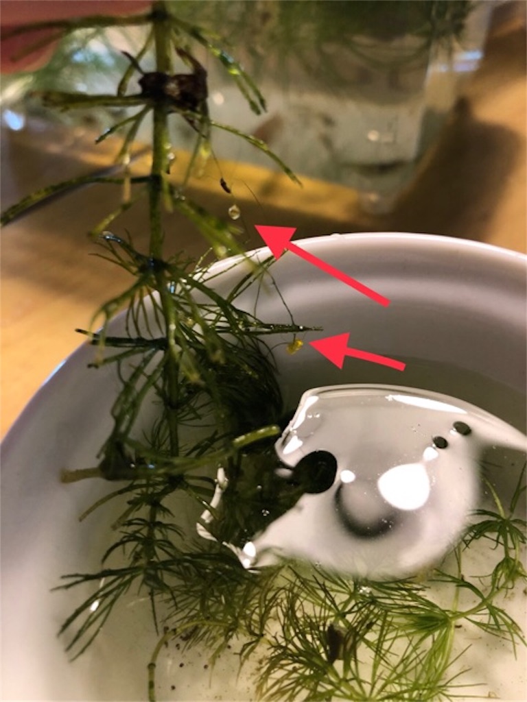 f:id:hoarder:20180610213544j:image