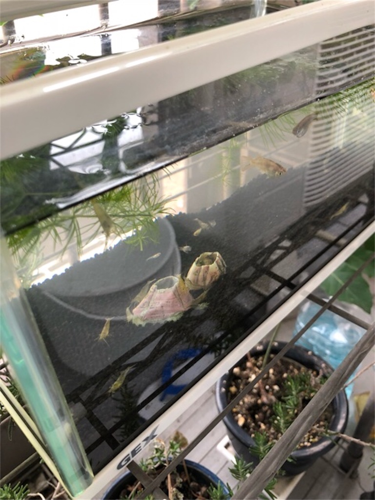 f:id:hoarder:20180610220158j:image