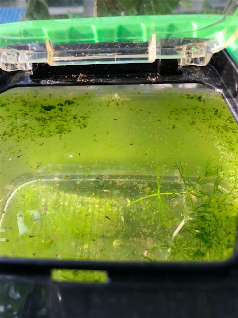 f:id:hoarder:20180621082911j:image