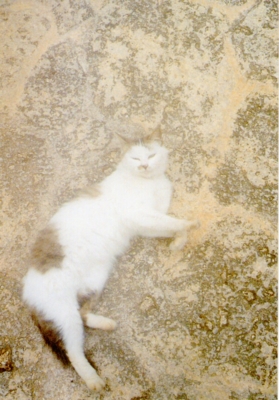 f:id:hobbiton:20110519214639j:image