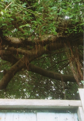 f:id:hobbiton:20110519214652j:image