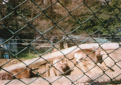 f:id:hobbiton:20110519232348j:image f:id:hobbiton:20110519232348j:image