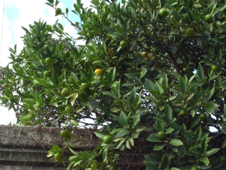 f:id:hobbiton:20111101154145j:image:w245