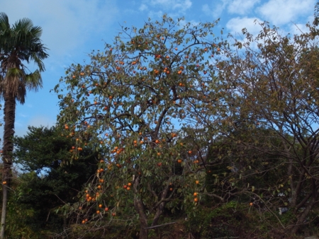 f:id:hobbiton:20111101154146j:image:w245
