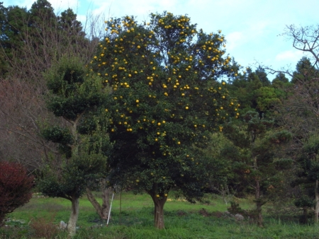 f:id:hobbiton:20111101154147j:image:w245