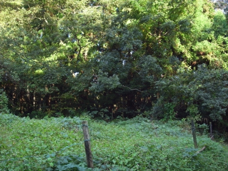 f:id:hobbiton:20111101154152j:image