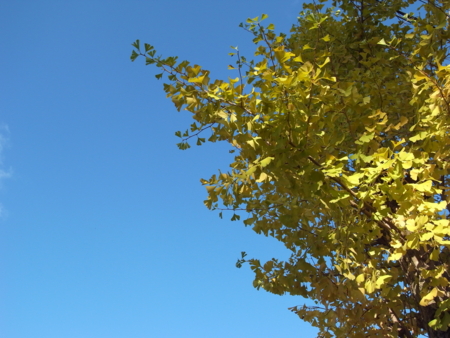 f:id:hobbiton:20111101154154j:image